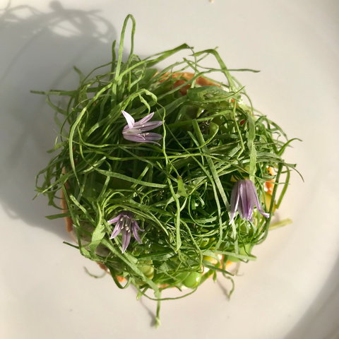 Drink Ottelia + Eat Fodder - Northern Rivers Accommodation 1