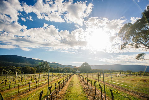 Fallen Giants Vineyard - Northern Rivers Accommodation 0