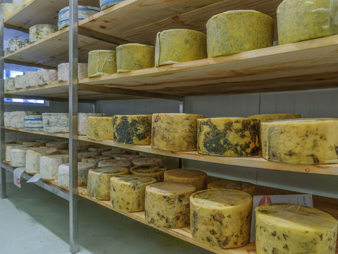 The Wicked Cheese Company - Northern Rivers Accommodation 2