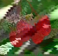 Westerway Raspberry Farm - Northern Rivers Accommodation