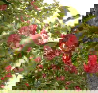 Staples Apples