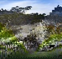 Mount Majura Vineyard - Northern Rivers Accommodation