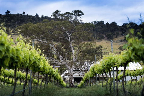 Mount Majura Vineyard - Northern Rivers Accommodation 0
