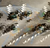 Cudgen Surf Club Bar  Bistro - Northern Rivers Accommodation