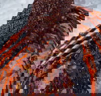 Lobster Shack Tasmania - Northern Rivers Accommodation