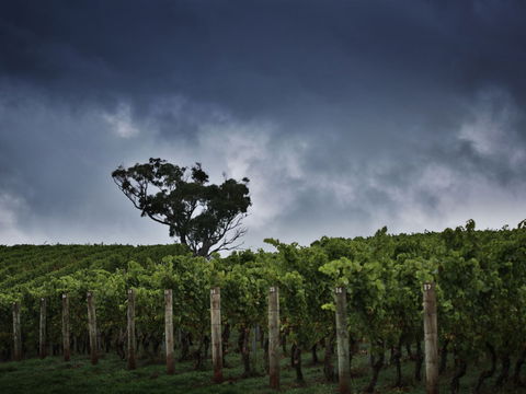 Dalrymple Vineyards - Northern Rivers Accommodation 0