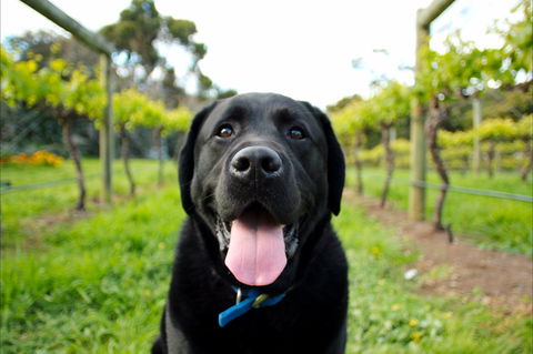 Every Man And His Dog Vineyard - Northern Rivers Accommodation 0