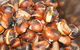 Tweenhills Chestnuts - thumb 0