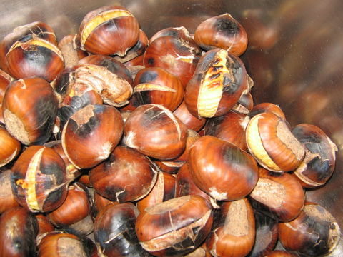 Tweenhills Chestnuts - Northern Rivers Accommodation 0