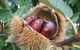 Tweenhills Chestnuts - thumb 1