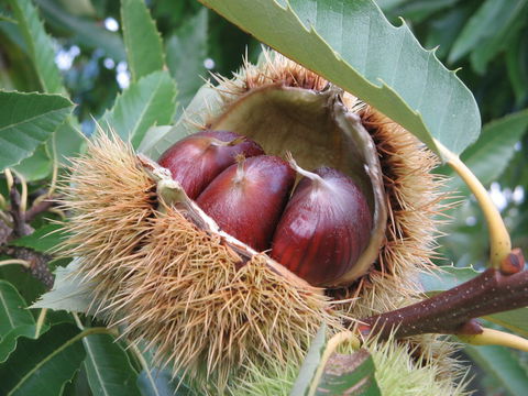 Tweenhills Chestnuts - Northern Rivers Accommodation 1