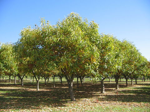 Tweenhills Chestnuts - Northern Rivers Accommodation 2