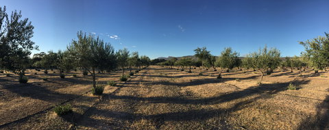 Red Rock Olives - Northern Rivers Accommodation 1