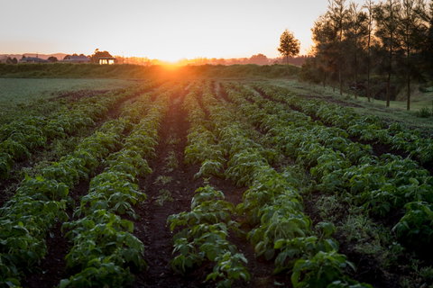 Phoenix Park Farm Gate - Northern Rivers Accommodation 0