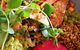The Bach Eatery - thumb 2