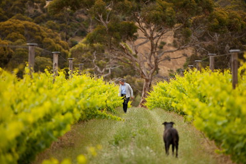 Islander Estate Vineyards - Northern Rivers Accommodation 1