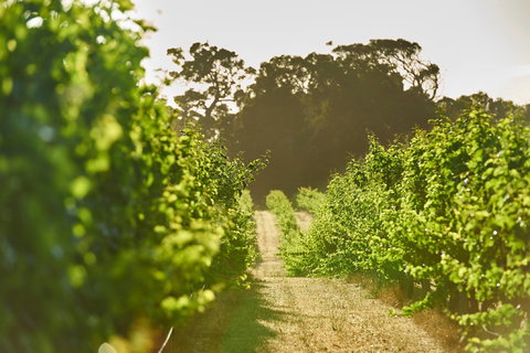 Cape Mentelle Vineyards - Northern Rivers Accommodation 2