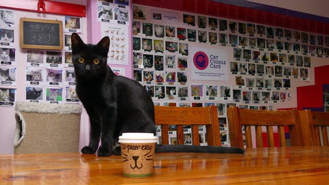 Cat Cuddle Cafe - Northern Rivers Accommodation 0