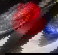 Rene's Restaurant and Pizzeria - Northern Rivers Accommodation