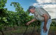 Vale Creek Wines - thumb 2