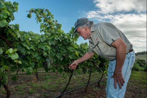 Vale Creek Wines - Northern Rivers Accommodation 2