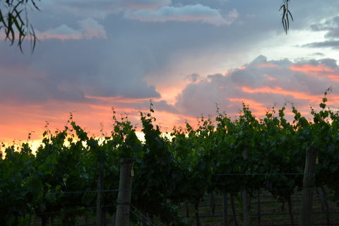 Serengale Vineyard - Northern Rivers Accommodation 1