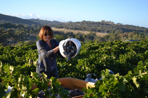 Serengale Vineyard - Northern Rivers Accommodation 2