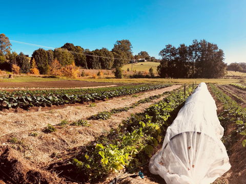 Synchronicity Farm - Northern Rivers Accommodation 0