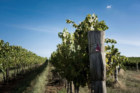 Tamburlaine Organic Wines Millthorpe Cellar Door - Northern Rivers Accommodation 2