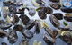 Berry's Bay Brasserie - thumb 16