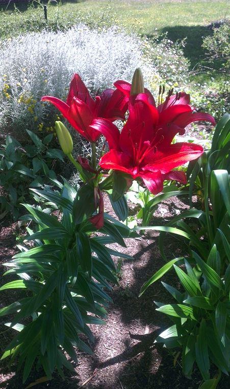 Bluebush Cafe - Northern Rivers Accommodation 10