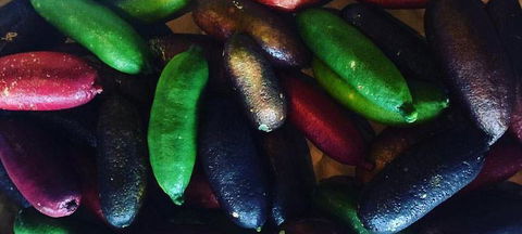 Harvest - Northern Rivers Accommodation 3