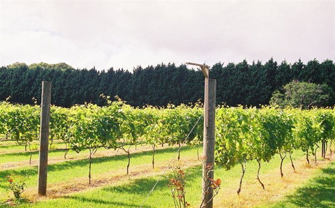 Cedar Creek Estate Vineyard & Winery Restaurant - Northern Rivers Accommodation 16