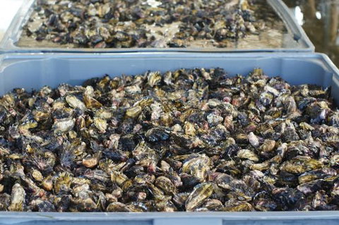 Lease 65 - Northern Rivers Accommodation 0