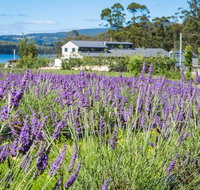 Port Arthur Lavender - Northern Rivers Accommodation