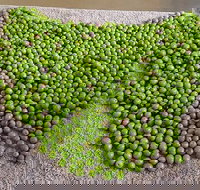 Wattle Hill Olives - Northern Rivers Accommodation