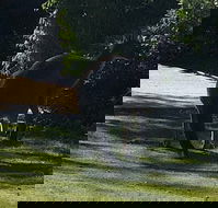 Footprints - Northern Rivers Accommodation