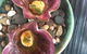 Orana - thumb 6