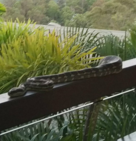 Mercure Mandy's On The Mountain Restaurant - Northern Rivers Accommodation 2