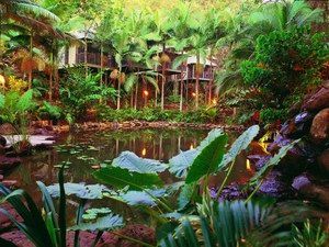 Daintree Eco Lodge & Spa - Northern Rivers Accommodation 0