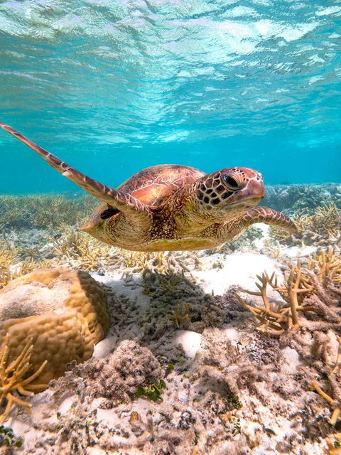 Heron Island Resort - Northern Rivers Accommodation 0