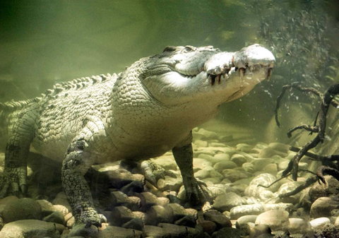 Pullman Reef Hotel Casino - Northern Rivers Accommodation 17