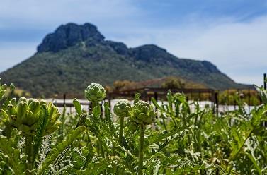 Royal Mail Hotel - Northern Rivers Accommodation 15