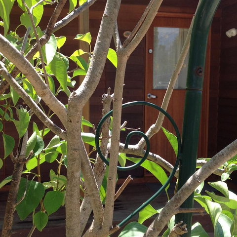 The Cook Cottage - Northern Rivers Accommodation 10
