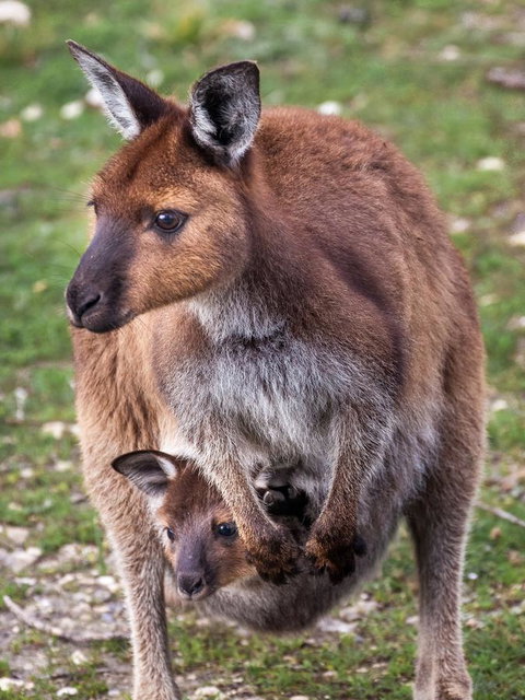 Mercure Kangaroo Island Lodge - Northern Rivers Accommodation 38