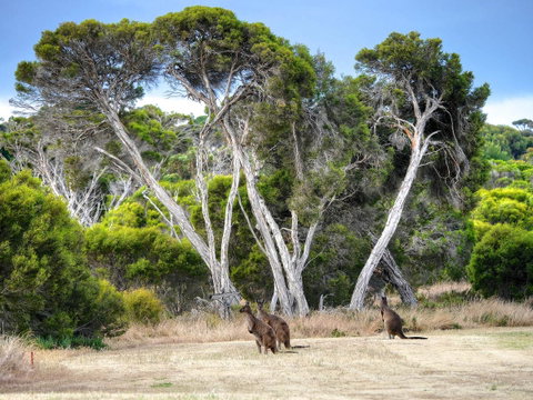 Mercure Kangaroo Island Lodge - Northern Rivers Accommodation 33