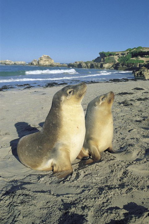 Kangaroo Island Seafront - Northern Rivers Accommodation 40