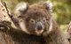 Kangaroo Island Seafront - thumb 39