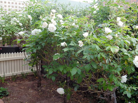 Baronet B & B - Northern Rivers Accommodation 18