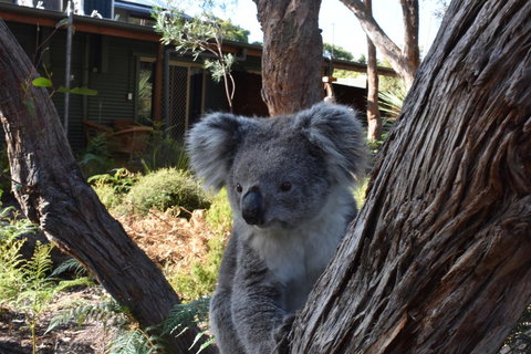 Kangaroo Island Wilderness Retreat - Northern Rivers Accommodation 6